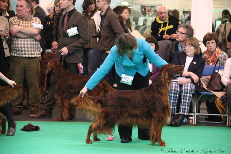 Crufts2011 733.jpg